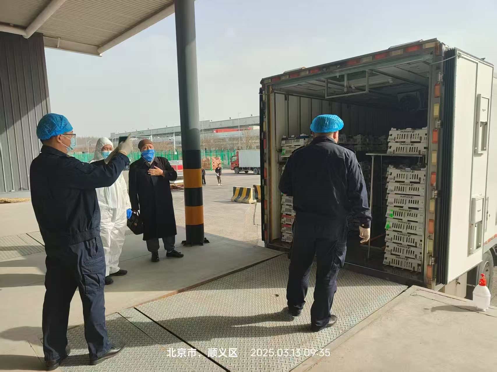 【引种】喜讯！优德88股份从法国引进的第二批祖代白羽肉种鸡尘埃落定