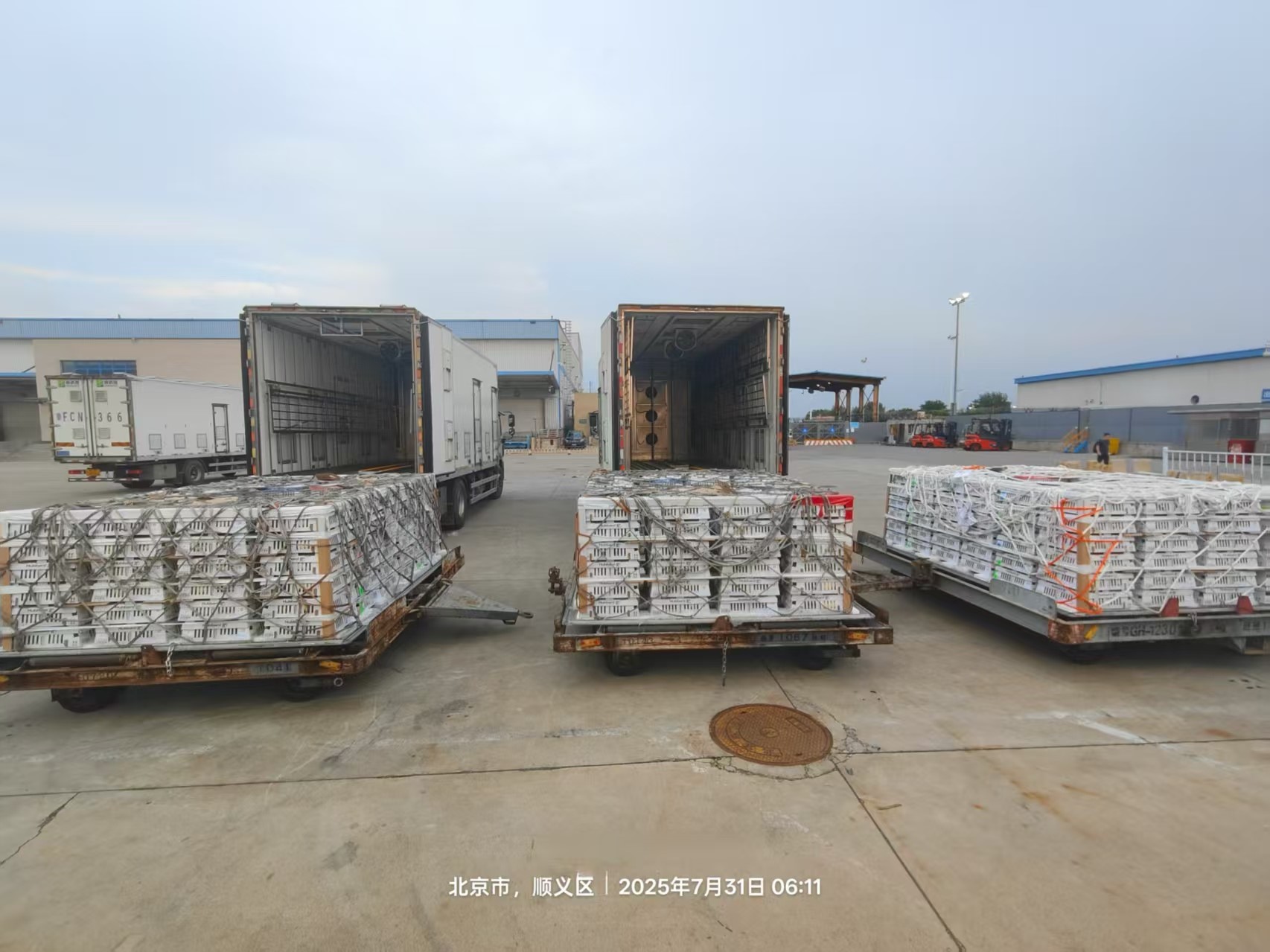 【新闻】优德88股份7月第三批1.3万套祖代种鸡顺利入场，年度引种突破13.2万套